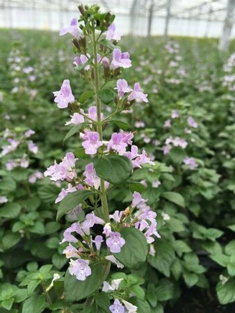 Calamintha nepeta nepeta P13 BIO - afbeelding 7