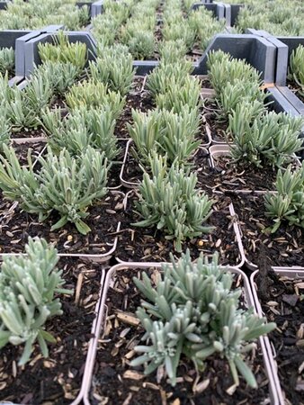 Lavandula angustifolia 'Rosea' P13 BIO - afbeelding 1