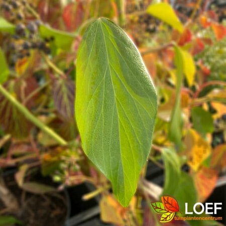 Hedera colchica 'Fall Favourite' 30/40 C. - afbeelding 1