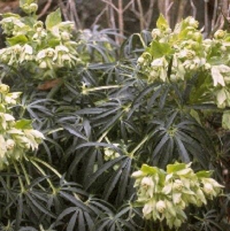 Helleborus foetidus C2 - afbeelding 2