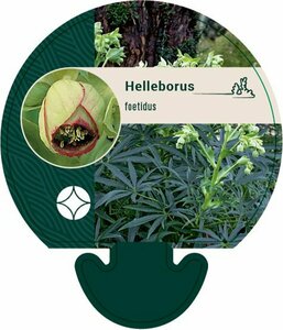 Helleborus foetidus C2