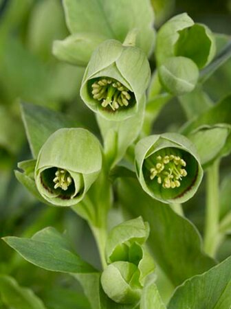 Helleborus foetidus C2 - afbeelding 4