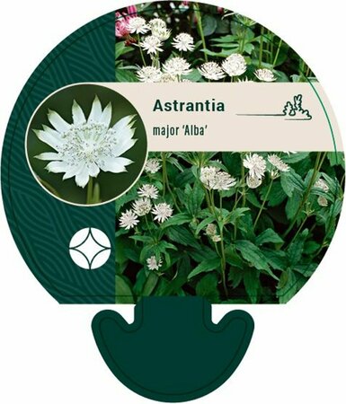 Astrantia major 'Alba' P11 - afbeelding 1
