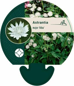 Astrantia major 'Alba' P11 - afbeelding 1