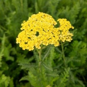 Achillea 'Credo' P11 - afbeelding 2