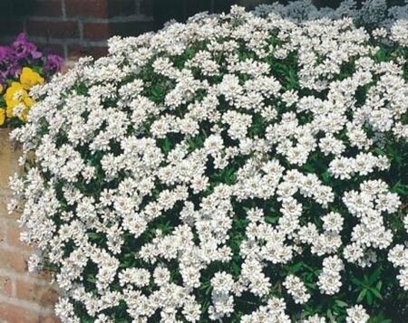 Iberis sempervirens 'Fischbeck' P9 - afbeelding 1