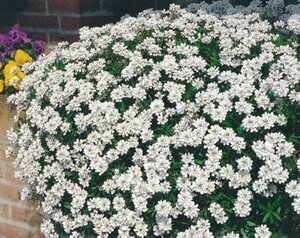 Iberis sempervirens 'Fischbeck' P9 - afbeelding 1