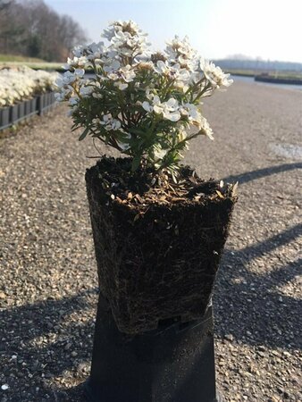 Iberis sempervirens 'Fischbeck' P9 - afbeelding 2