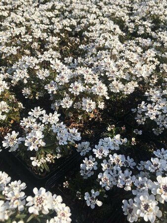 Iberis sempervirens 'Fischbeck' P9 - afbeelding 3