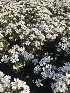 Iberis sempervirens 'Fischbeck' P9 - afbeelding 3