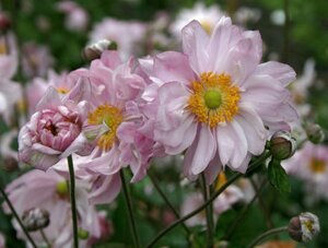 Anemone hyb. 'Mont-rose' P9 - afbeelding 1