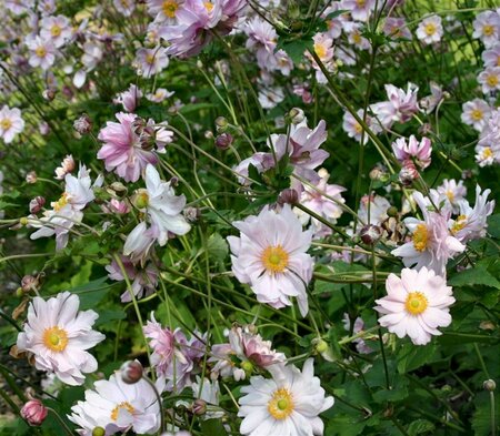 Anemone hyb. 'Mont-rose' P9 - afbeelding 2