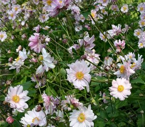 Anemone hyb. 'Mont-rose' P9 - afbeelding 2