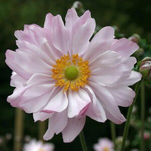 Anemone hyb. 'Mont-rose' P9 - afbeelding 3