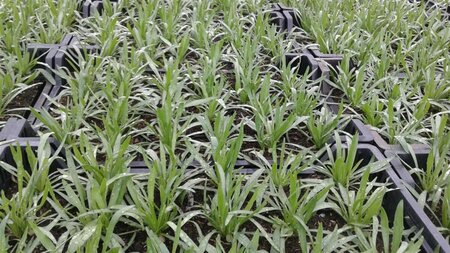 Catananche caerulea C2 - afbeelding 2