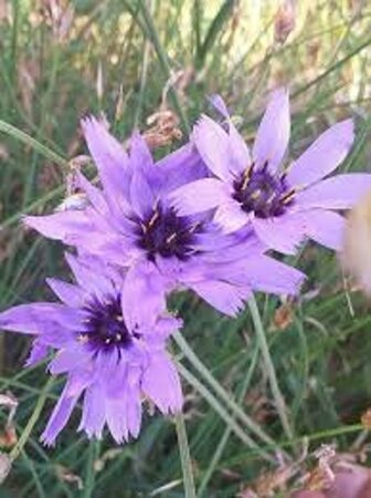 Catananche caerulea C2 - afbeelding 1