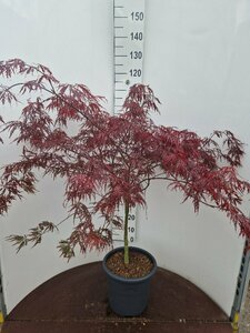Acer palmatum 'Garnet' ST. 150 C.  - afbeelding 2