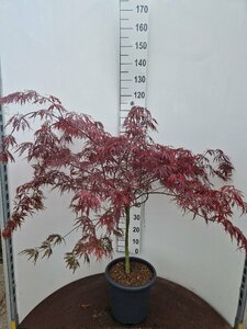 Acer palmatum 'Garnet' ST. 150 C.  - afbeelding 5