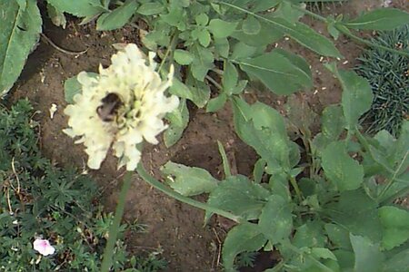 Cephalaria gigantea P11 - afbeelding 1