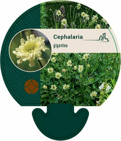 Cephalaria gigantea P11 - afbeelding 4