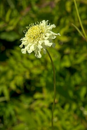 Cephalaria gigantea P11 - afbeelding 3