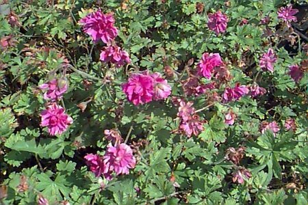 Geranium prat. 'Plenum Violaceum' P9