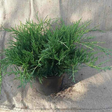 Juniperus media 'Old Gold' 25/30 C. - afbeelding 4