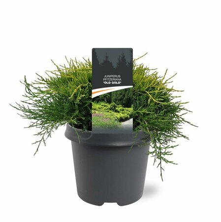 Juniperus media 'Old Gold' 25/30 C. - afbeelding 5