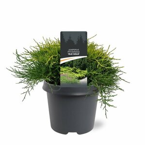 Juniperus media 'Old Gold' 25/30 C. - afbeelding 5