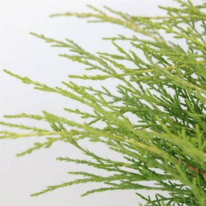 Juniperus media 'Old Gold' 25/30 C. - afbeelding 5
