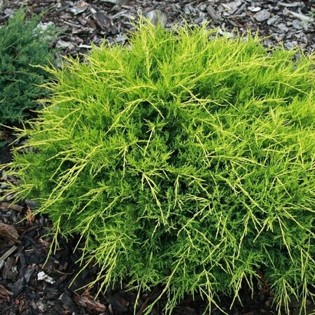 Juniperus media 'Old Gold' 25/30 C. - afbeelding 2