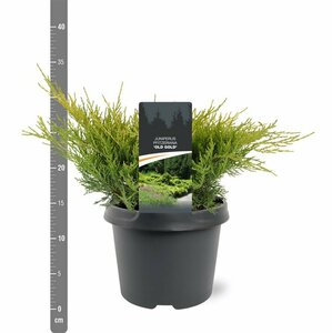 Juniperus media 'Old Gold' 25/30 C. - afbeelding 7