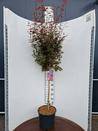 Acer palmatum 'Shaina' 80/100 C.