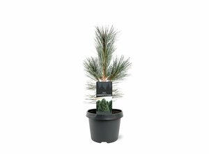Pinus flex. 'Vanderwolf's Pyramid' 50/60 C.  - afbeelding 2