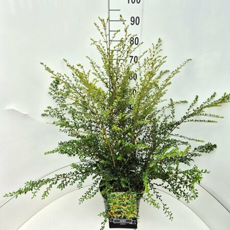 Azara microphylla 60/80 C.