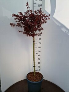 Acer palmatum 'Skeeter's Broom' 175/200 C. - afbeelding 3