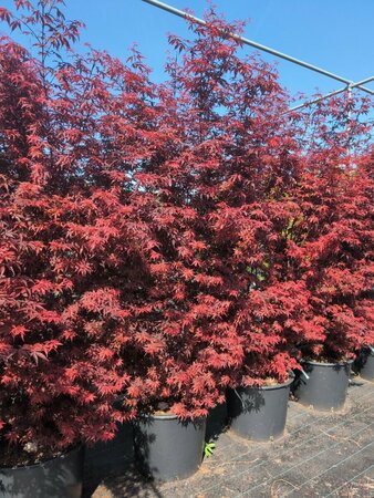 Acer palmatum 'Skeeter's Broom' 175/200 C. - afbeelding 2