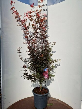 Acer palmatum 'Skeeter's Broom' 175/200 C. - afbeelding 4