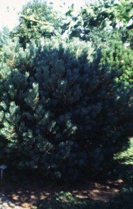 Pinus sylvestris 'Watereri' ST. 60 C. Bol - afbeelding 1