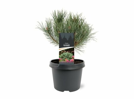Pinus sylvestris 'Watereri' ST. 60 C. Bol - afbeelding 4