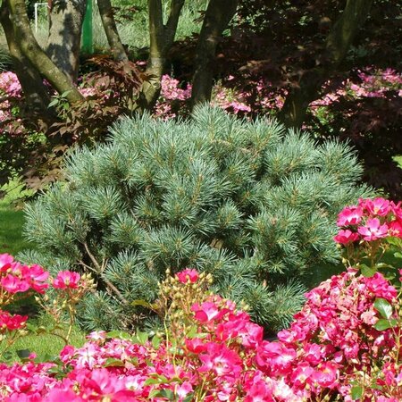 Pinus sylvestris 'Watereri' ST. 100 C.  - afbeelding 3