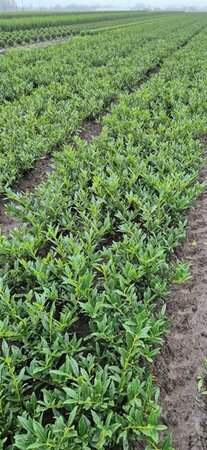 Prunus laurocerasus 'Otto Luyken' ST. 80 C.  - afbeelding 7
