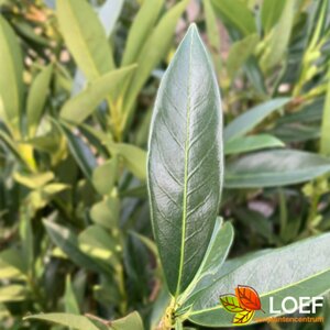 Prunus laurocerasus 'Otto Luyken' ST. 80 C.  - afbeelding 1