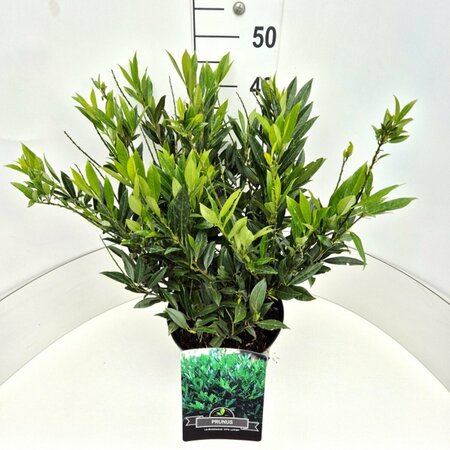 Prunus laurocerasus 'Otto Luyken' ST. 80 C.  - afbeelding 5