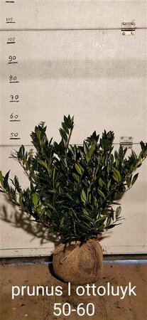 Prunus laurocerasus 'Otto Luyken' ST. 80 C.  - afbeelding 10