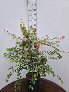 Acer palmatum 'Deshojo' 250/275 C. - afbeelding 2