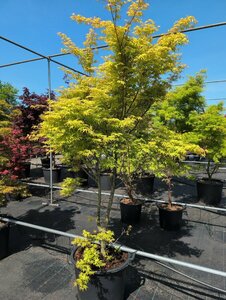 Acer palmatum 'Katsura' 125/150 C. Solitair - afbeelding 5