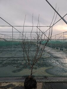 Acer palmatum 'Osakazuki' 225/250 C. Solitair - afbeelding 5