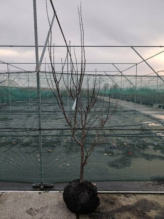 Acer palmatum 'Osakazuki' 225/250 C. Solitair - afbeelding 2