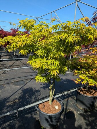 Acer palmatum 'Osakazuki' 225/250 C. Solitair - afbeelding 5